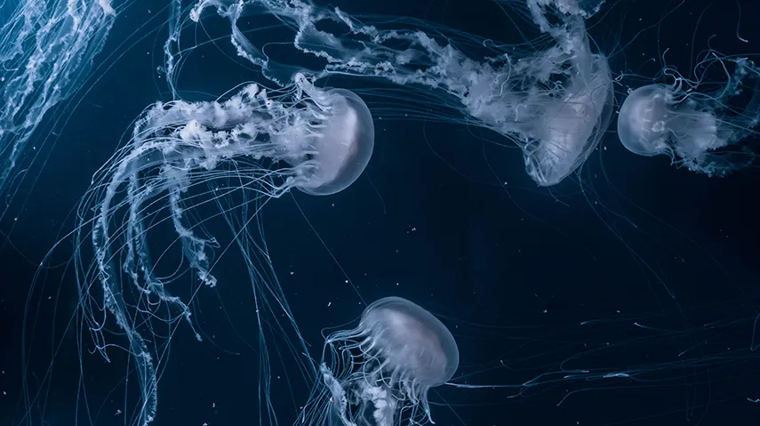 Jellyfish