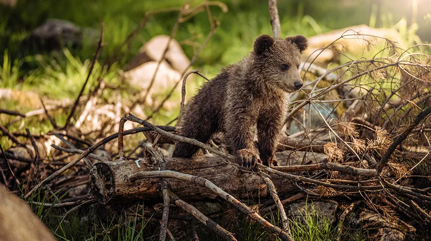 Small bear climbing atop a fallen tree