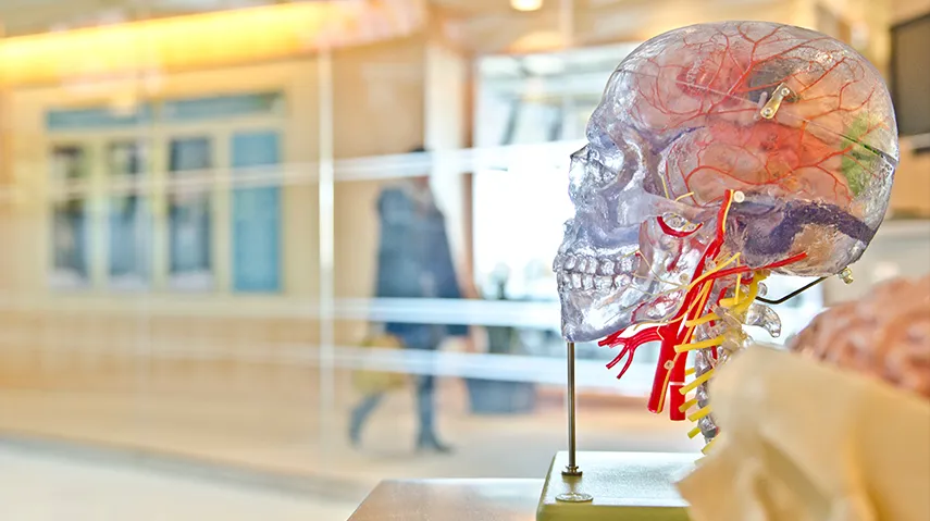 Translucent human skull displaying nervous system